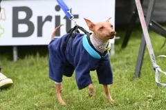 8. ročník Psího dne s Prahou 13 - foto 12 | brand photo