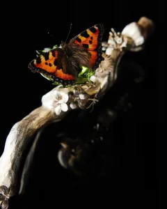 Alchemist: Kulinářská inscenace v Kodani - foto 7 | brand photo