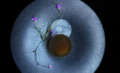 n/naka: kulinářská symfonie japonské elegance v srdci Los Angeles - foto 6 | brand photo