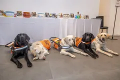 Třicet známých osobností výtvarně zpracovalo porcelánové nočníky - foto 2 | brand photo