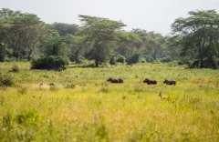 Credit: Jamie Lucas – Zuka