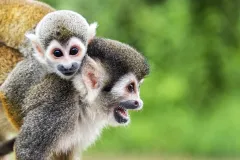 andBeyond odhaluje jachtu Amazon Explorer v Peru - foto 8 | brand photo