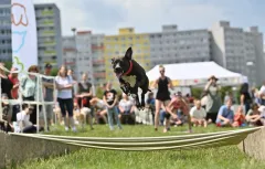 Když se pejsci radují….. proběhl již devátý ročník Psí den s Prahou 13 - foto 2 | brand photo