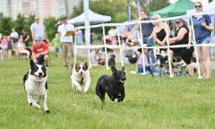 Když se pejsci radují….. proběhl již devátý ročník Psí den s Prahou 13 - foto 7 | brand photo