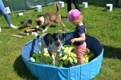 Když se pejsci radují….. proběhl již devátý ročník Psí den s Prahou 13 - foto 10 | brand photo