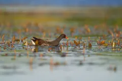 ČSO a Lush se spojují v kampani na záchranu mokřadů - foto 2 | brand photo