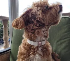 Ritani: diamantové šperky pro vaše domácí mazlíčky  - foto 1 | brand photo