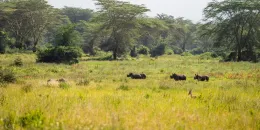 Credit: Jamie Lucas – Zuka