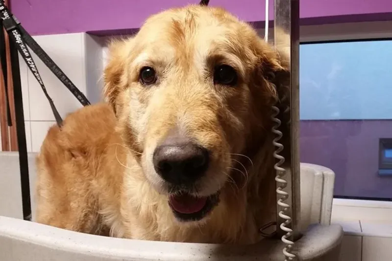 Dopřejte vašemu psovi to nejlepší, navštivte s ním Dog Wellness!  - foto 2 | brand photo
