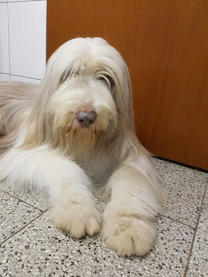 Dopřejte vašemu psovi to nejlepší, navštivte s ním Dog Wellness!  - foto 3 | brand photo