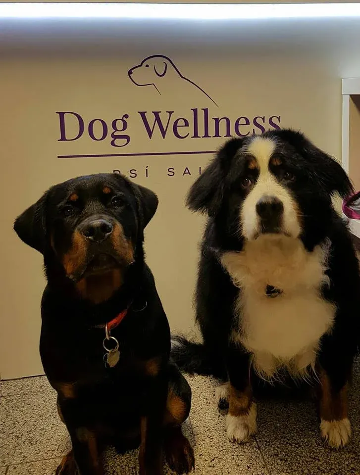 Dopřejte vašemu psovi to nejlepší, navštivte s ním Dog Wellness!  - foto 4 | brand photo