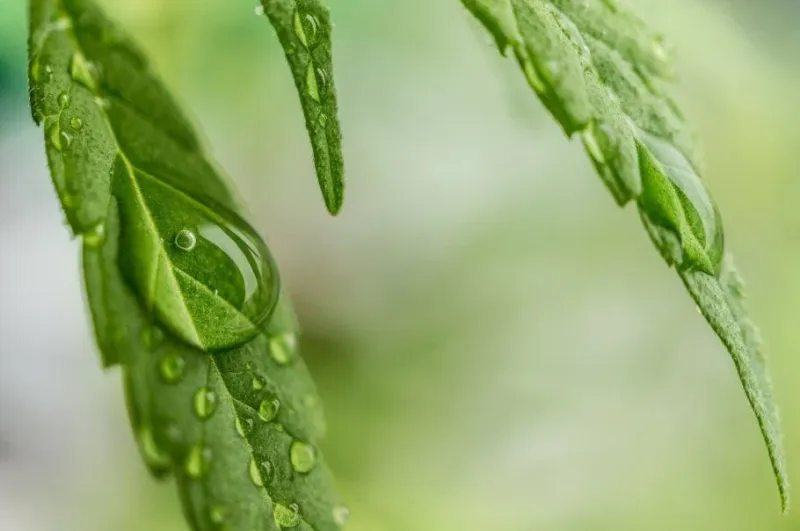 Cannabis