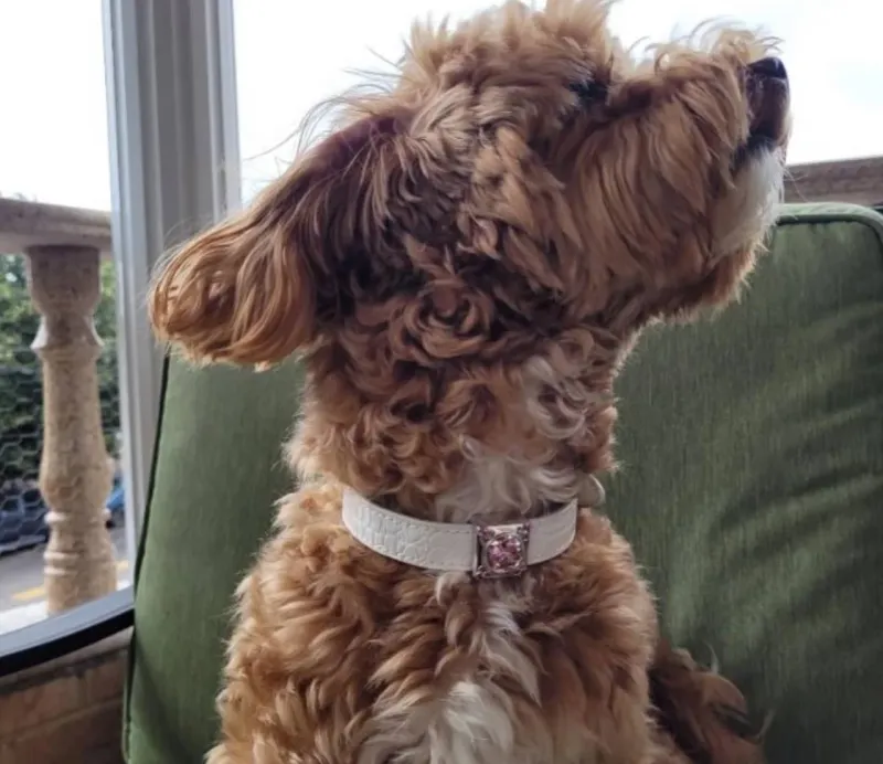 Ritani: diamantové šperky pro vaše domácí mazlíčky  - foto 1 | brand photo